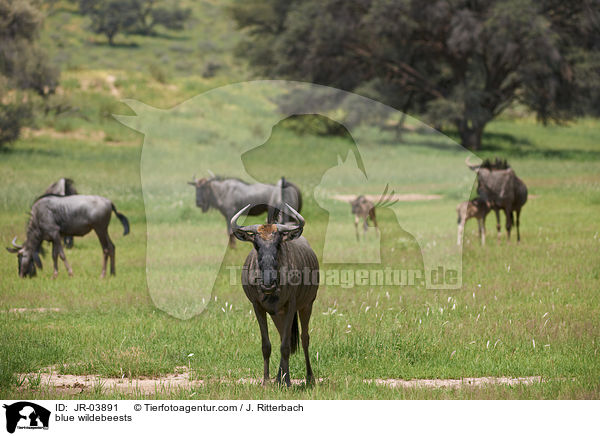 blue wildebeests / JR-03891