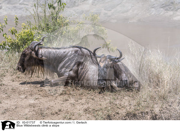 Blue Wildebeests climb a slope / IG-01737