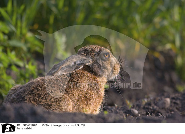 hare rabbit / SO-01891