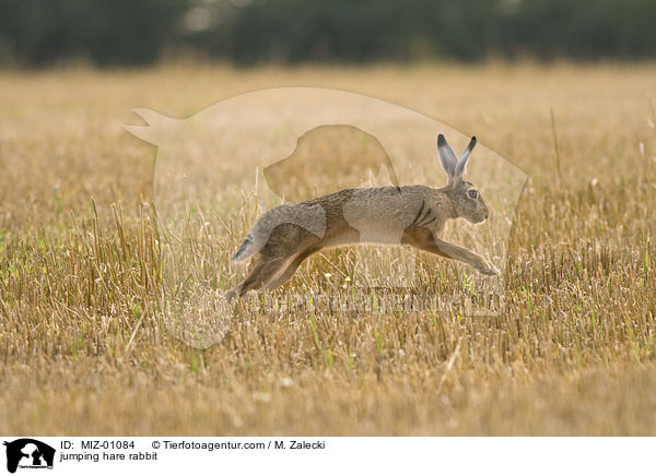 jumping hare rabbit / MIZ-01084