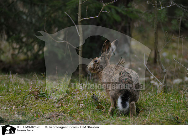 Feldhase / brown hare / DMS-02590