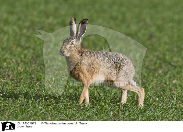 brown hare / AT-01072