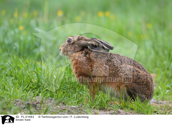 Feldhase / brown hare / FL-01683