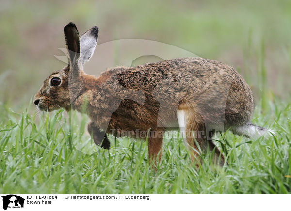 Feldhase / brown hare / FL-01684
