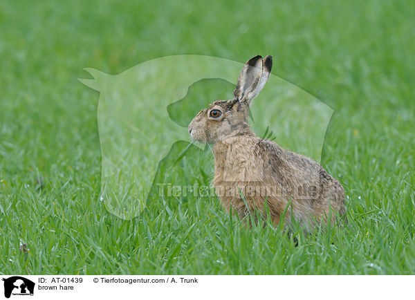 Feldhase / brown hare / AT-01439