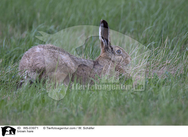 Feldhase / brown hare / WS-03971