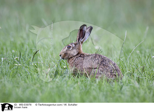 Feldhase / brown hare / WS-03976