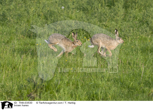 Feldhasen / brown hares / THA-03530
