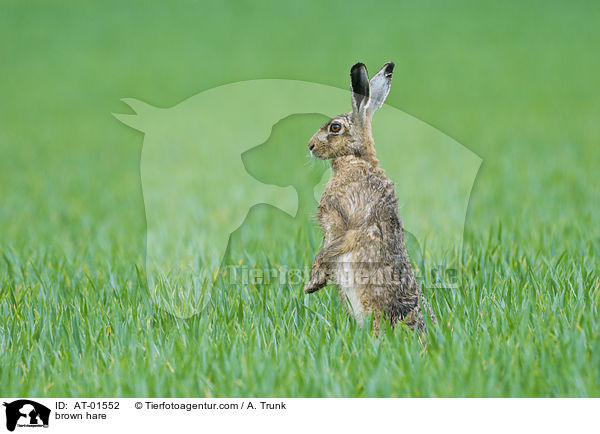 brown hare / AT-01552