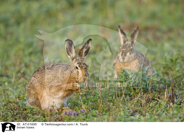 Feldhasen / brown hares / AT-01695