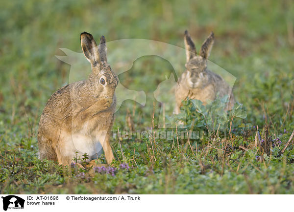 Feldhasen / brown hares / AT-01696