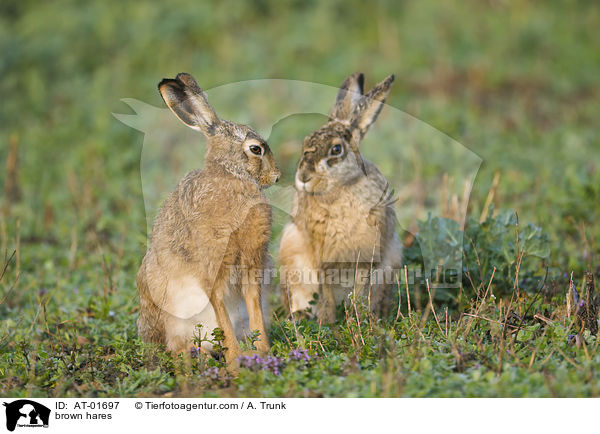 Feldhasen / brown hares / AT-01697