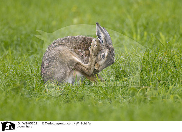 Feldhase / brown hare / WS-05252