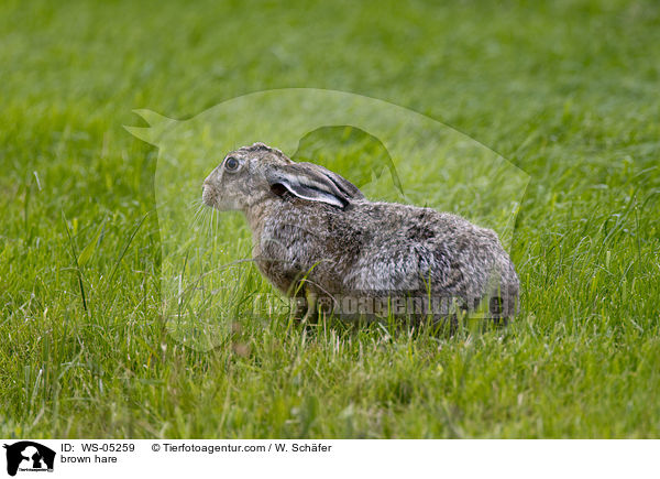 Feldhase / brown hare / WS-05259