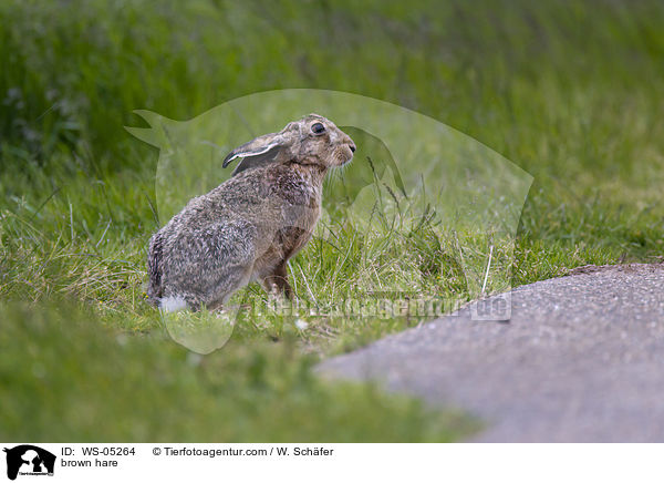 Feldhase / brown hare / WS-05264