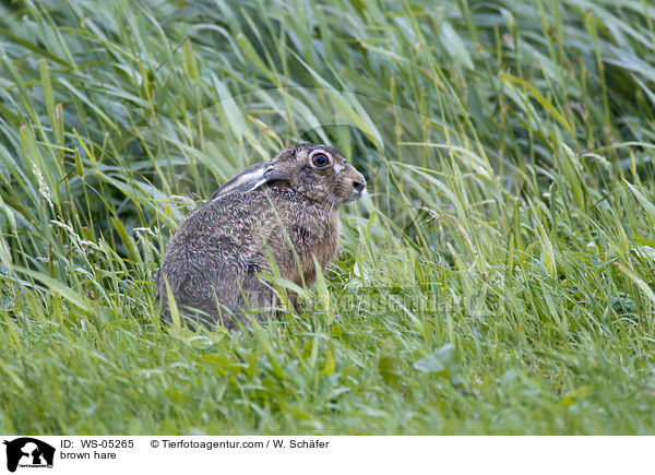 Feldhase / brown hare / WS-05265