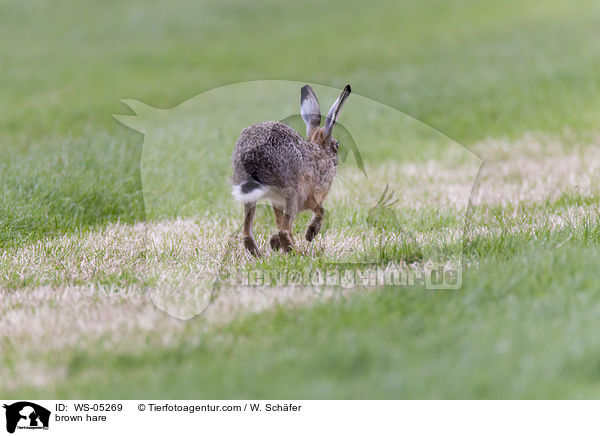 Feldhase / brown hare / WS-05269