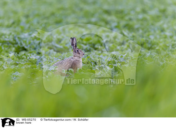 Feldhase / brown hare / WS-05270