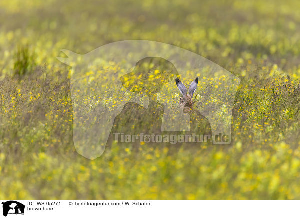 Feldhase / brown hare / WS-05271