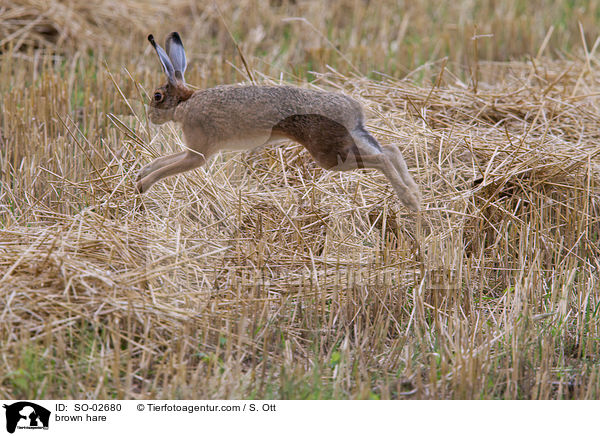 Feldhase / brown hare / SO-02680
