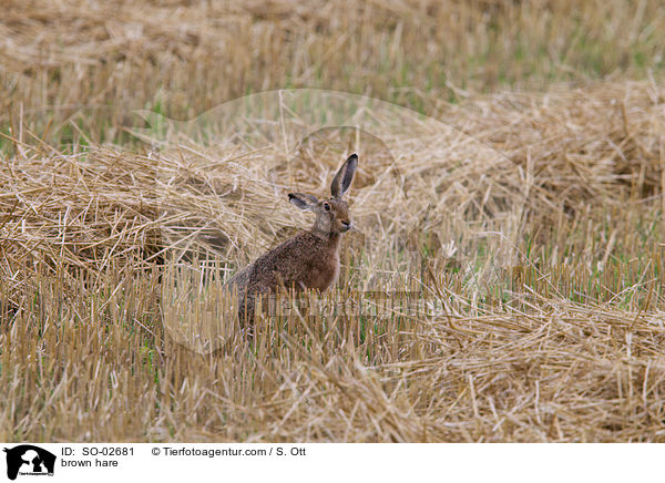 Feldhase / brown hare / SO-02681