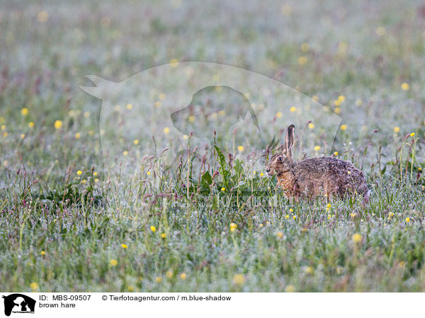 Feldhase / brown hare / MBS-09507