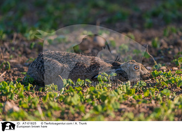Feldhase / European brown hare / AT-01825