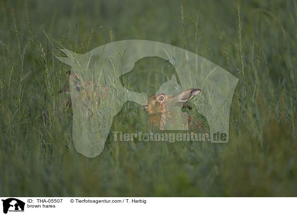 Feldhasen / brown hares / THA-05507