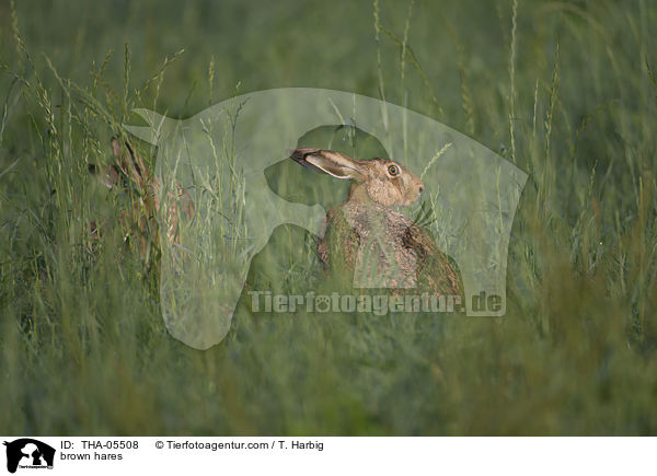 Feldhasen / brown hares / THA-05508