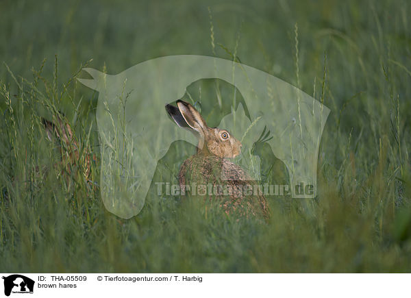 Feldhasen / brown hares / THA-05509