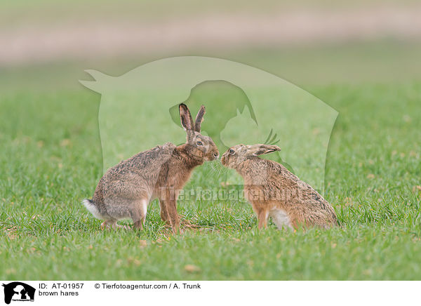 Feldhasen / brown hares / AT-01957