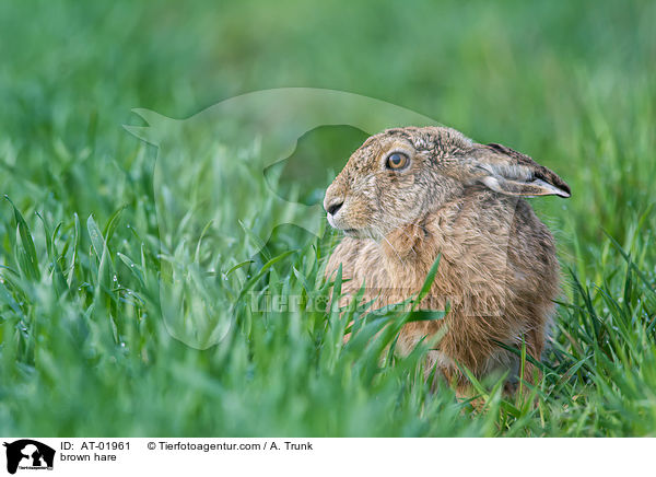 brown hare / AT-01961