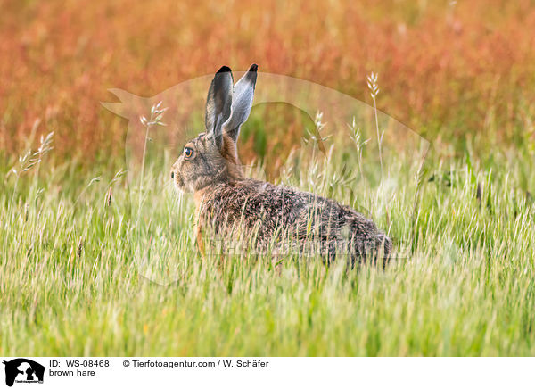 brown hare / WS-08468