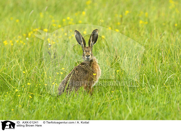 sitting Brown Hare / AXK-01241