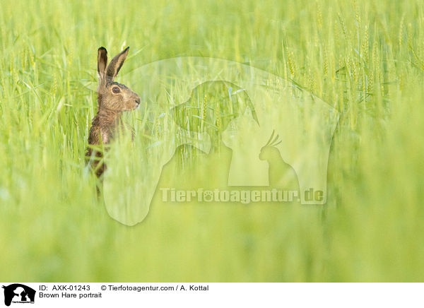 Brown Hare portrait / AXK-01243