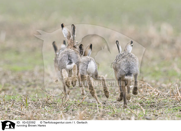 running Brown Hares / IG-02092