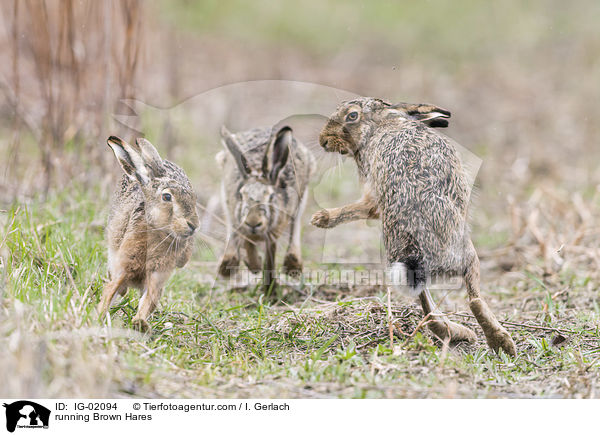 running Brown Hares / IG-02094