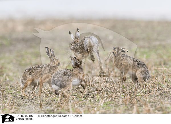 Brown Hares / IG-02102