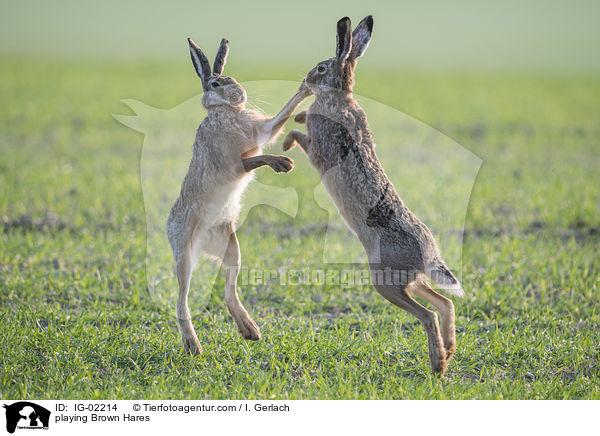 playing Brown Hares / IG-02214