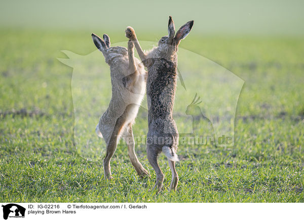 playing Brown Hares / IG-02216
