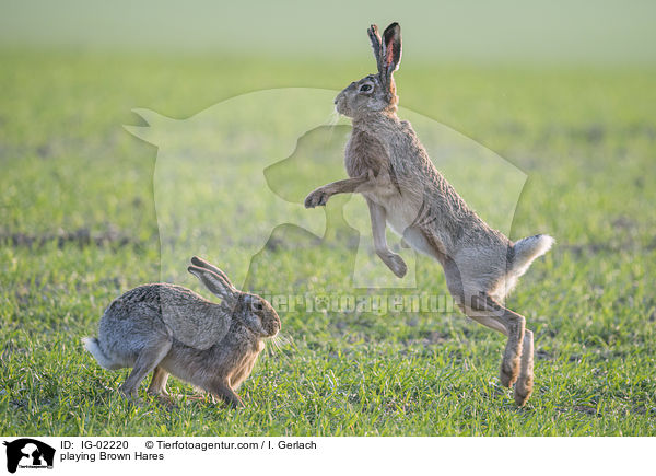 playing Brown Hares / IG-02220