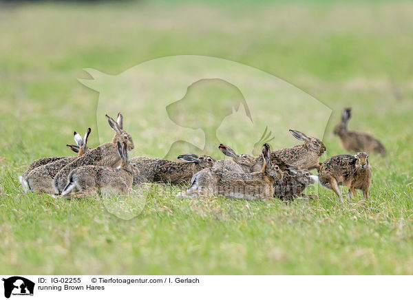 running Brown Hares / IG-02255