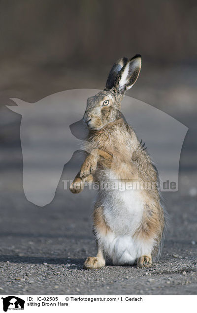 sitting Brown Hare / IG-02585