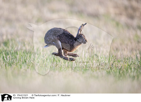 running Brown Hare / FH-01321