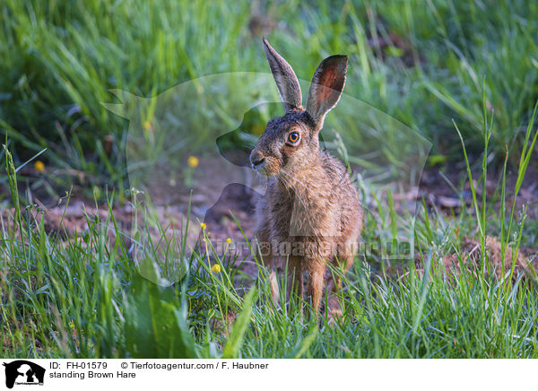 standing Brown Hare / FH-01579