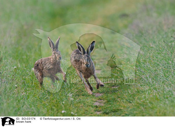brown hare / SO-03174