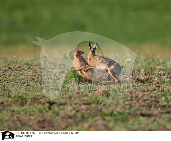 brown hares / SO-03176