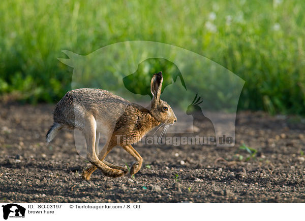 brown hare / SO-03197