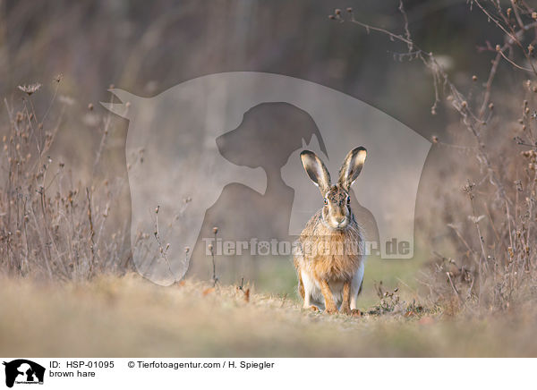brown hare / HSP-01095