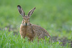 brown hare